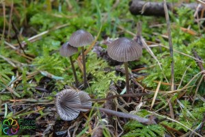 Mycena leptocephala (5)_LR